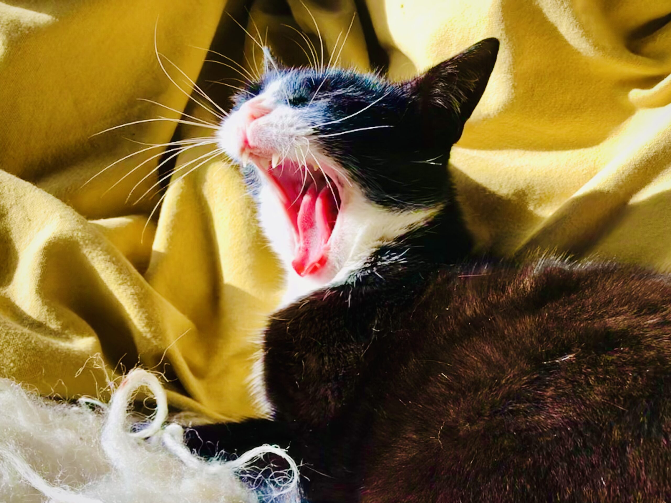 El Kombi Sup Alkmaar Nanda Kroel